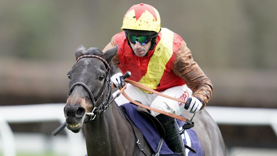 Horse close-up